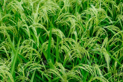 Preview: Flowering rice plant growing in the field