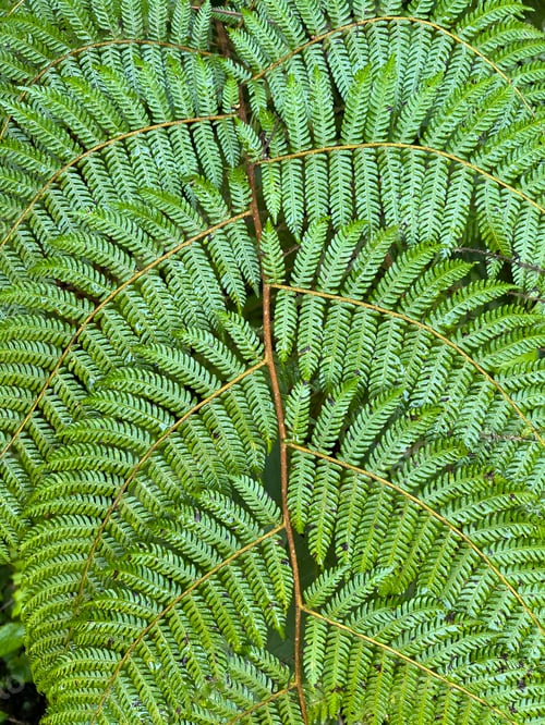 Preview: close-up on a fern leaf in an Ethiopian forest