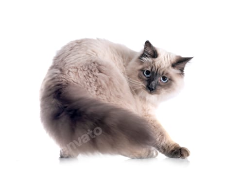 Preview: siberian cat in studio