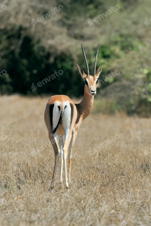 Preview: Grants Gazelle Standing in a Dry Grassy Field