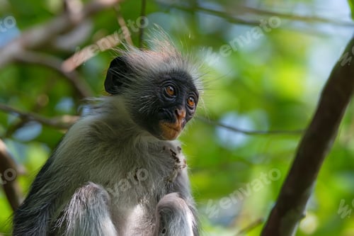 Preview: Red colobus