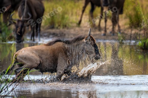 Preview: Wildebeest splashing through water while others graze