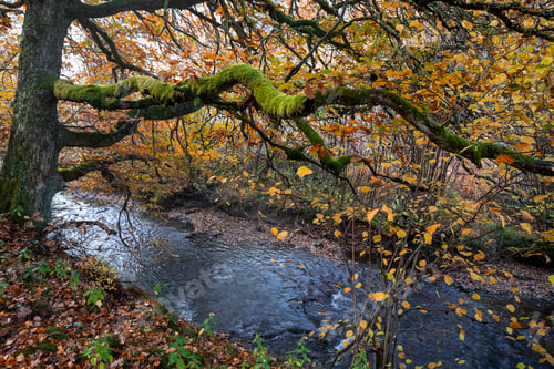 Preview: big oak tree by river in autumn