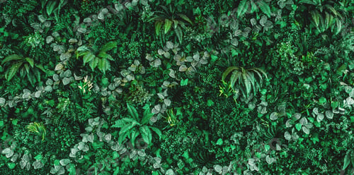 Preview: lush green plant with many leaves and flowers