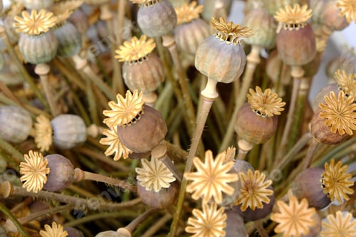 Preview: High angle shot of dry Xeranthemum annuum under the sunlight