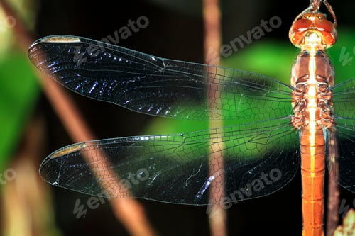 Preview: Dragonfly Wing Close Up in Belize