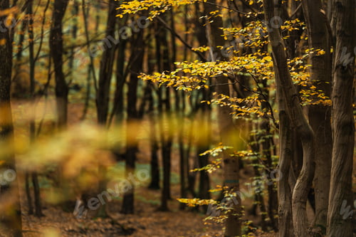 Preview: Scenic Autumn Foliage Forest Landscape