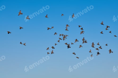 Preview: Sparrow flock flying in sky