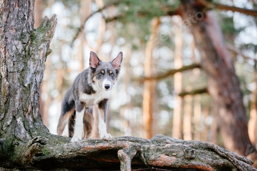 Preview: Border Collie dog puppy outdoor