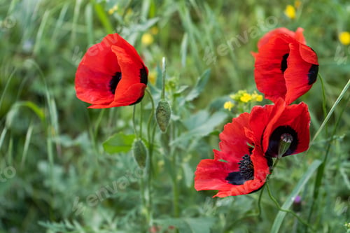 Preview: Wild red poppy flowers