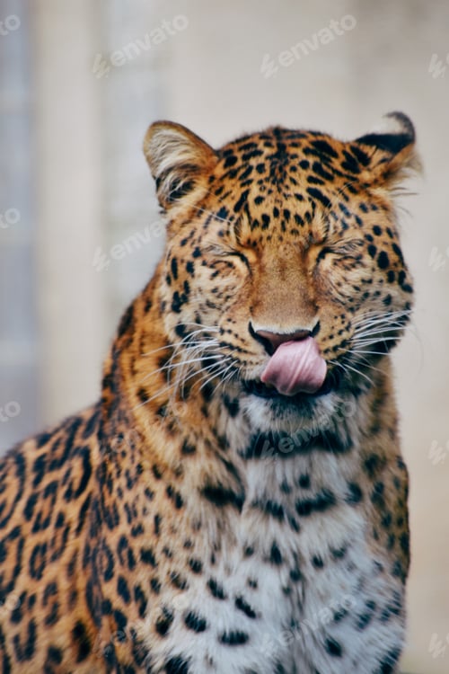 Preview: Leopard