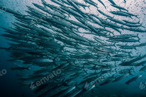 Preview: Large school of Chevron Barracuda (Sphyraena putnamae) in the deep ocean