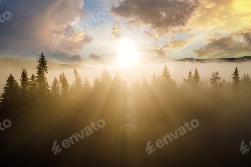 Preview: Aerial view of dark green pine trees in spruce forest with sunrise rays shining through branches in