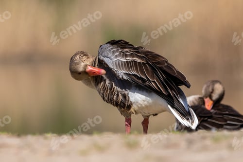 Preview: Greylag goose (anser anser) cleaning wings on shore of the lake