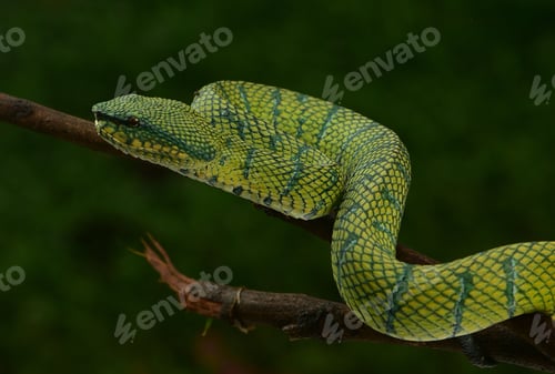 Preview: Close up of Tropidolaemus subannulatus, Bornean keeled green pit viper