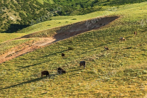 Preview: Herd of cows on the mountainside
