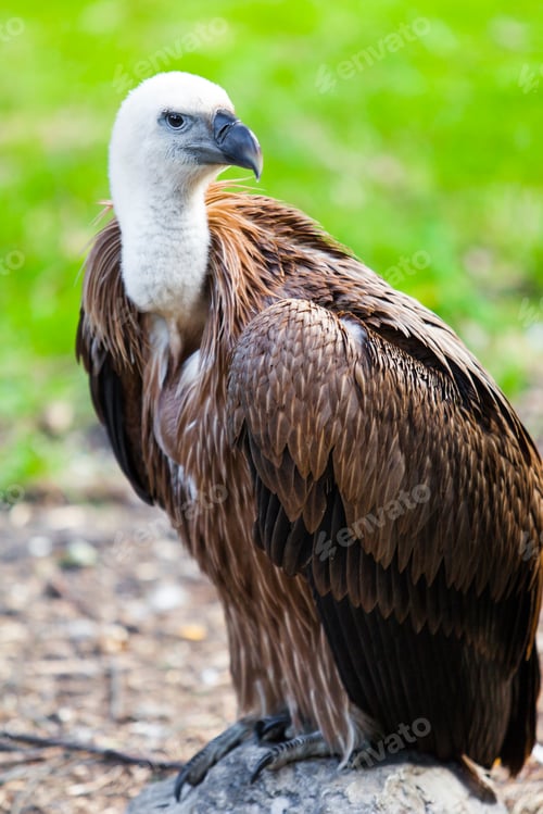 Preview: Eurasian griffon. vulture