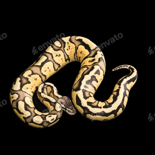 Preview: Female Ball Python. Firefly Morph or Mutation