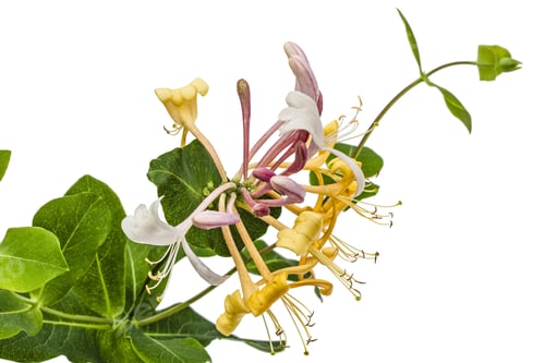 Preview: Flowers of honeysuckle, lat. Lonicera caprifolium, isolated on white background