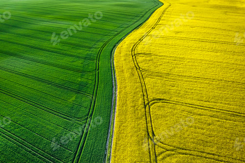 Preview: Large field of blooming rape field at sunrise.