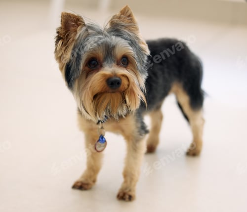 Preview: Can you put me in your pocket and take me everywhere. Shot of an adorable Yorkshire Terrier.
