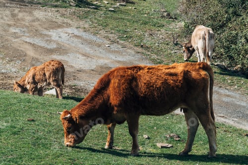 Preview: Asturian breed cow grazing with her calf in the bush.