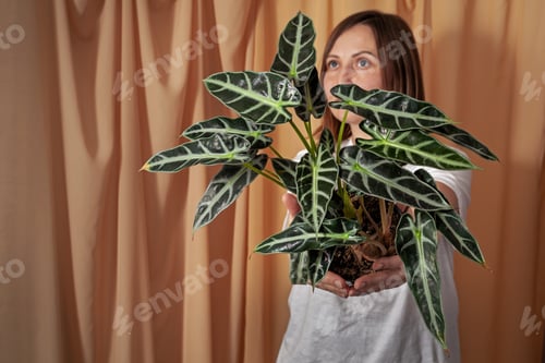 Preview: Florist woman holding a pot with Alocasia Bambinoarrow plant.