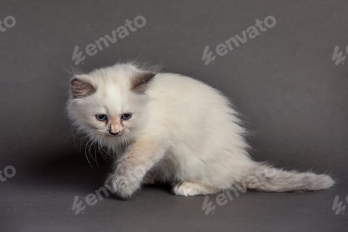 Preview: Cute fluffy kitten against gray background. Space for text