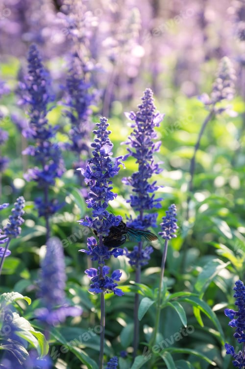 Preview: Purple lavender flower blooming in the garden