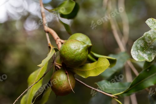 Preview: Macadamia nuts ready for harvesting