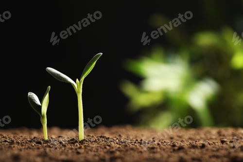 Preview: Little green seedlings growing in soil against blurred background, closeup view. Space for text