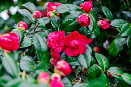 Preview: Pink blooming camellia flowers and buds in France