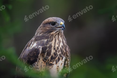 Preview: Steppe eagle portrait in forest. Danger animal in nature habitat