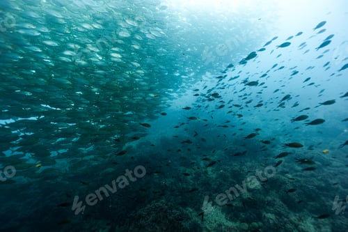 Preview: School of Sarpa salpa in the Mediterranean Sea, Salema porgy fish