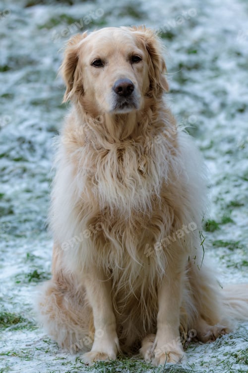 Preview: Large golder retriever in a wintery, snow-covered field of lush green grass