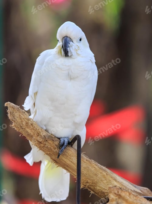 Preview: bird, parrot, Scarlet, Macaw