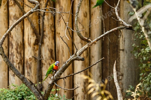 Preview: colored bird on a tree branch
