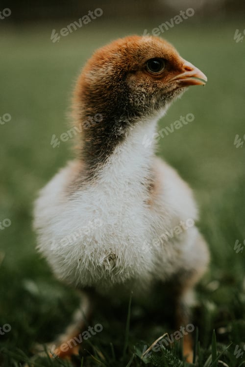 Preview: Cute little chick eating the grass