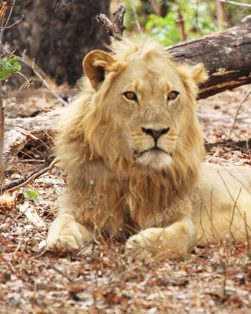Preview: A Best wildlife tours in the world