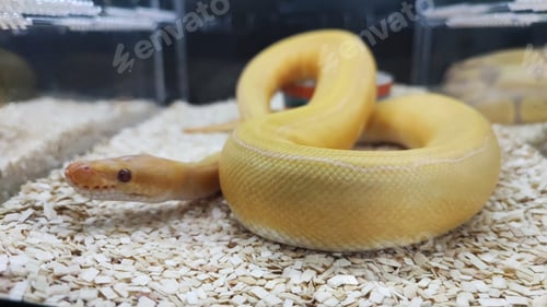Preview: Exotic golden Python, exotic snake.