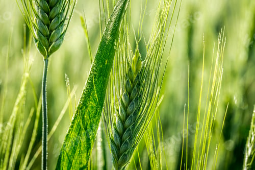 Preview: Closeup of green ears of corn in a field