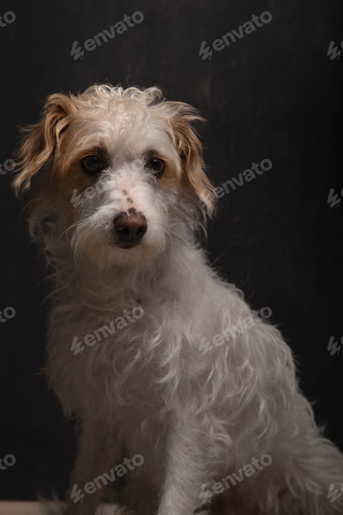 Preview: Beautiful mixed breed dog sitting on dark gray background waiting to be adopted. Dog for adoption