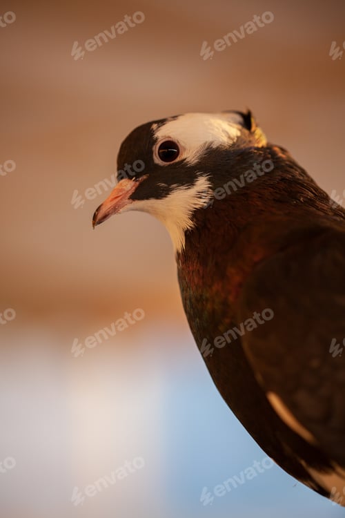 Preview: Close shot of a pigeon
