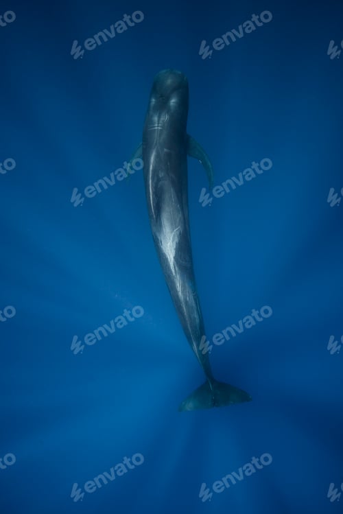 Preview: Overhead underwater view of short finned pilot whale, Magadalena bay, Baja California, Mexico