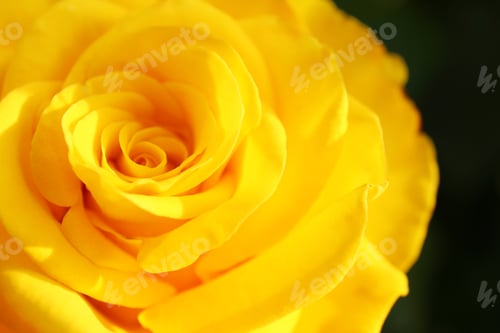 Preview: Beautiful blooming yellow rose in garden on summer day, closeup
