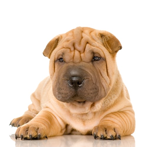 Preview: Sharpei