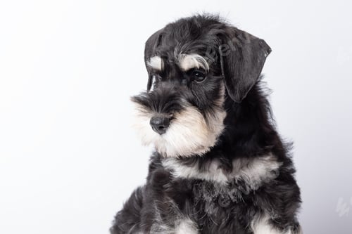 Preview: A sad, lonely Schnauzer puppy is sad without a Owner. Cute black and white schnauzer puppy