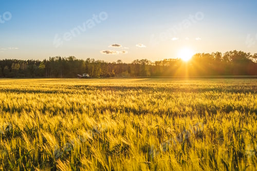 Preview: Green field in rural area. Landscape of agricultural cereal fields