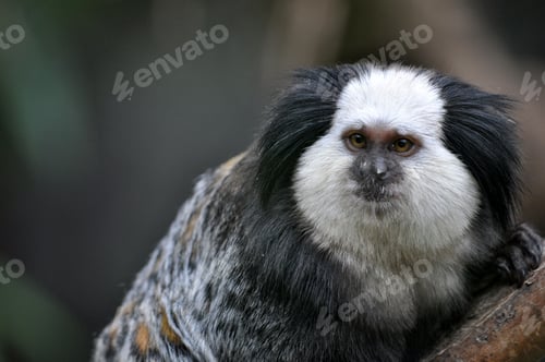 Preview: A cute of Common Marmoset or White - eared Marmoset.