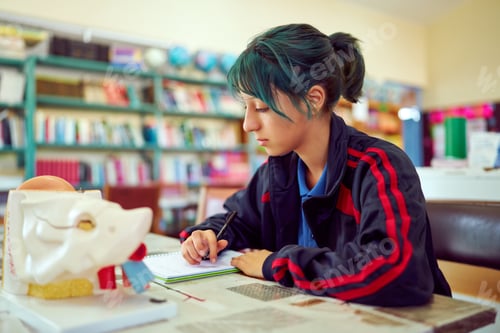 Preview: Teenage student studying anatomy in library classroom